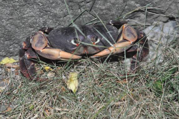 O Caranguejo Negro, maior e mais suculento, em Providencia, ilha colombiana no Caribe